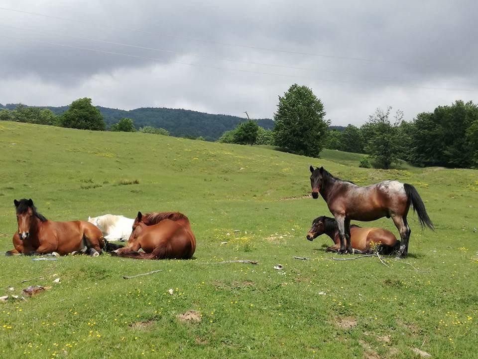 Casa Din Piatra Hotel Poiana  ภายนอก รูปภาพ